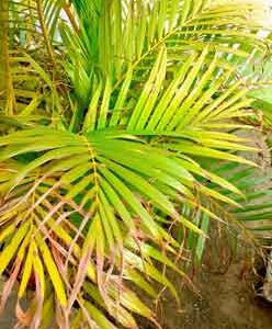 long-and-dry-leaves-of-a-plant