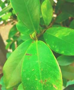 new-leaves-starts-to-grow-from-big-plant