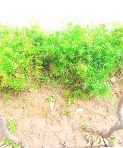 Selective-Focus-on-fresh-green-grass-in-soil