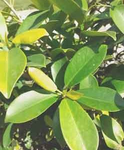 big-green-leaves-of-plant-in-natural-sunlight