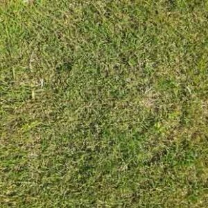 Shallow-depth-of-field-of-grass-in-park
