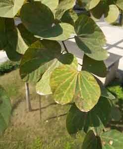Big-dry-leaves-of-plant-in-park