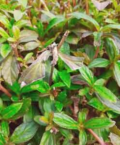 green-dry-leaves-on-background-blur-effect