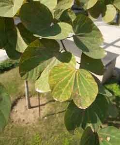big-green-leaves-of-tree-in-park