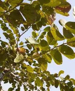 medium-green-leaves-in-sky