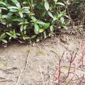 small-plants-with-dry-roots-in-soil