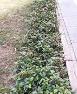 road-side-plants-are-self-sustained