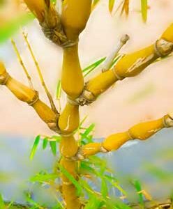 shallow-depth-of-field-of-roots-stem-in-garden