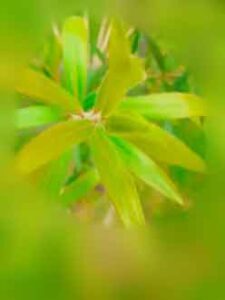 abstract-view-of-new-green-leaves-in-park-with-background-blur-effect
